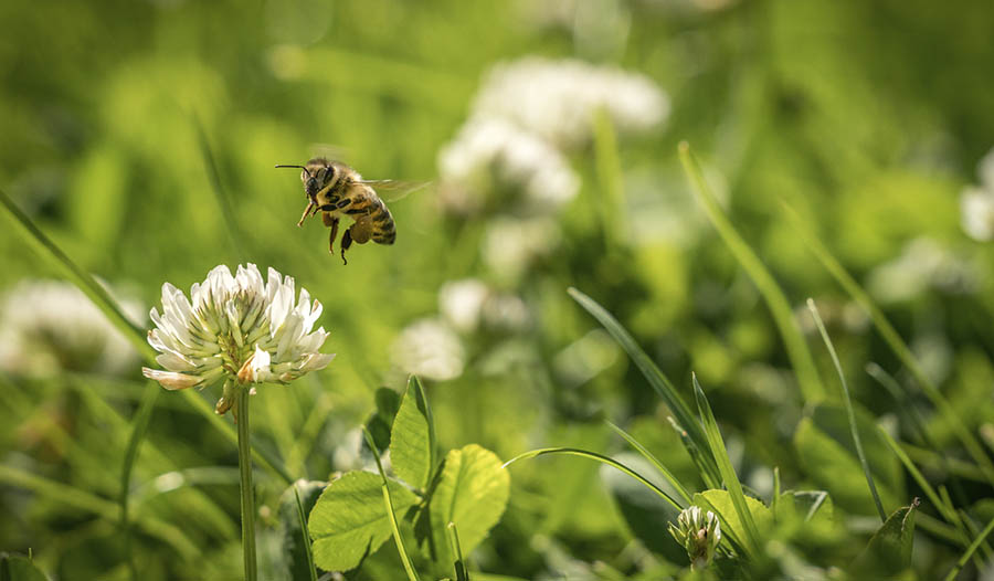 Natürliche Hausmittel für Bienenstiche