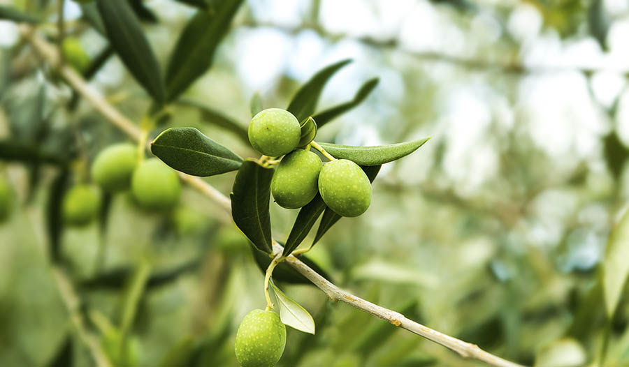 8 Gesundheitsvorteile von Olivenblattextrakt