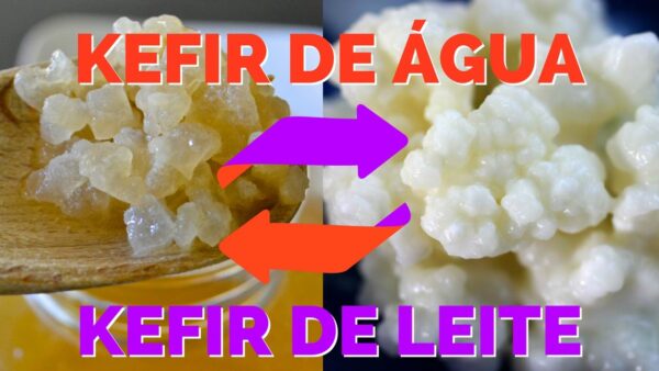 Combo – KEFIR DE LEITE + KEFIR DE ÁGUA – com Frete Grátis